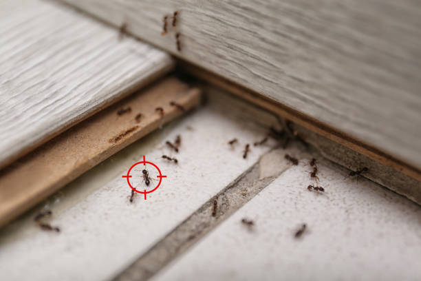 Best Wildlife Control Services  in Vley, AL
