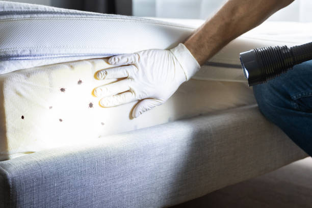 Best Termite Control Services  in Vley, AL