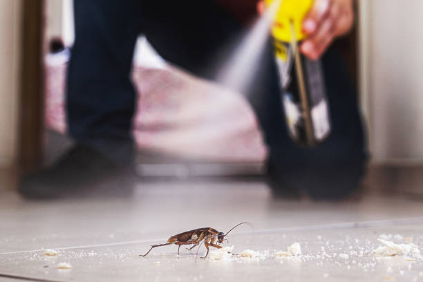 Best Insect Control  in Vley, AL
